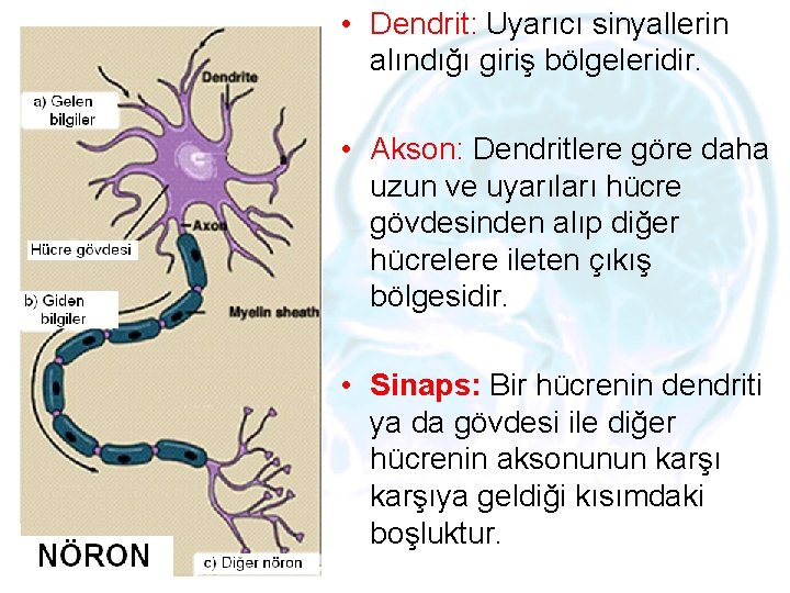  • Dendrit: Uyarıcı sinyallerin alındığı giriş bölgeleridir. • Akson: Dendritlere göre daha uzun