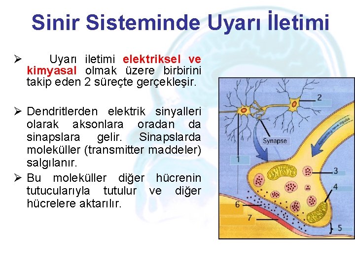 Sinir Sisteminde Uyarı İletimi Ø Uyarı iletimi elektriksel ve kimyasal olmak üzere birbirini takip