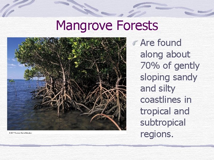 Mangrove Forests Are found along about 70% of gently sloping sandy and silty coastlines