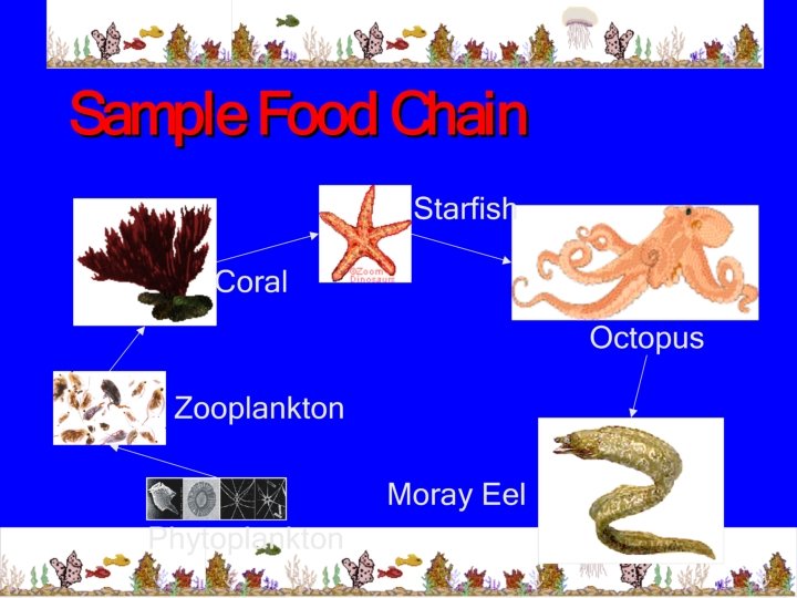 Example of Food Chain 