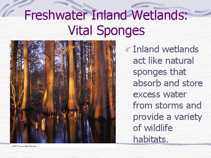 Freshwater Inland Wetlands: Vital Sponges Inland wetlands act like natural sponges that absorb and