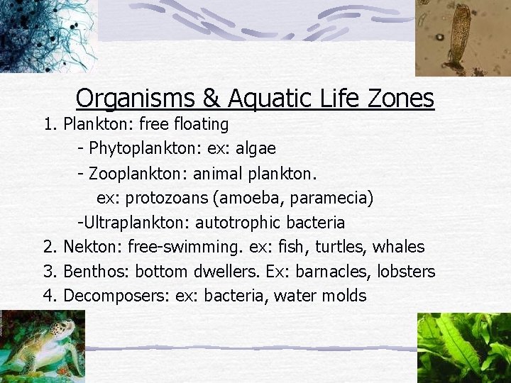 Organisms & Aquatic Life Zones 1. Plankton: free floating - Phytoplankton: ex: algae -