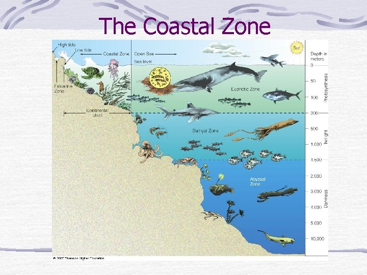 The Coastal Zone 