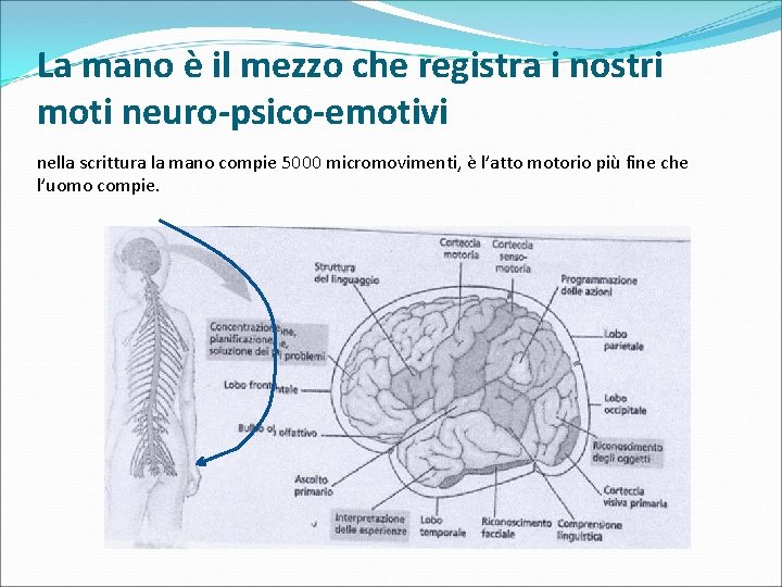 La mano è il mezzo che registra i nostri moti neuro-psico-emotivi nella scrittura la