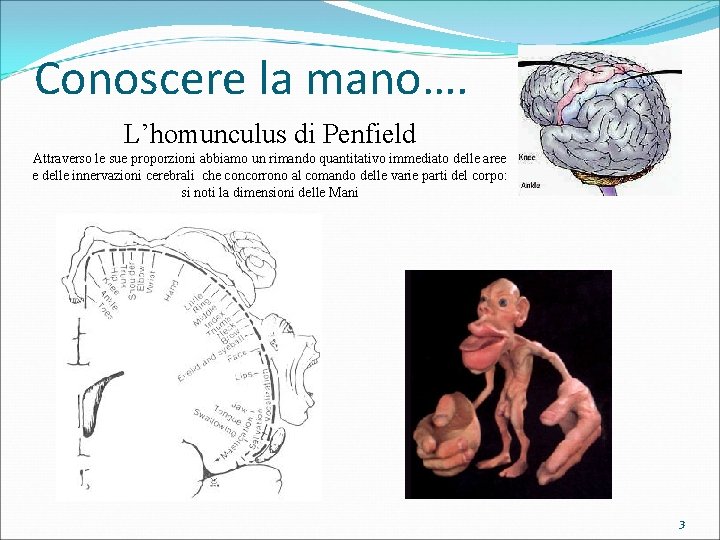 Conoscere la mano…. L’homunculus di Penfield Attraverso le sue proporzioni abbiamo un rimando quantitativo