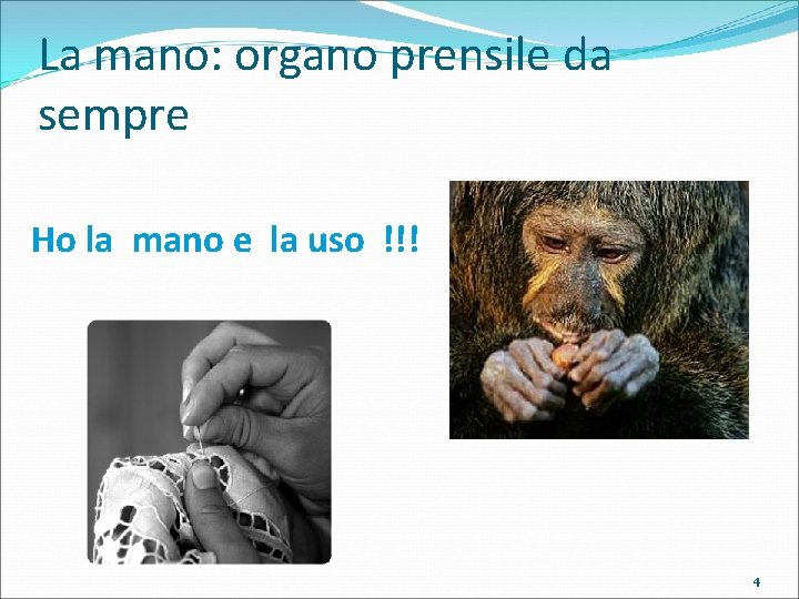 La mano: organo prensile da sempre Ho la mano e la uso !!! 4