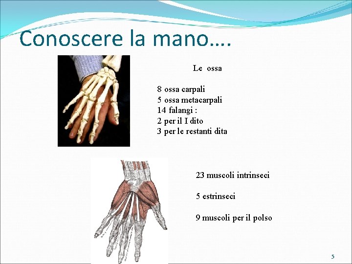 Conoscere la mano…. Le ossa 8 ossa carpali 5 ossa metacarpali 14 falangi :