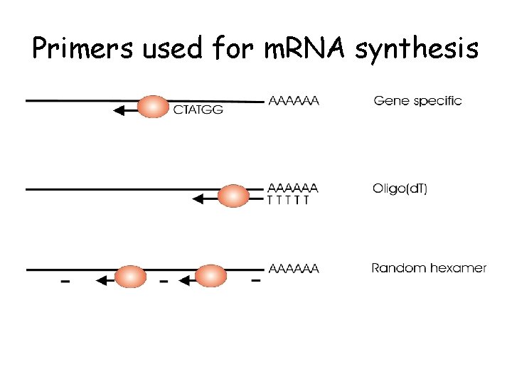 Primers used for m. RNA synthesis 