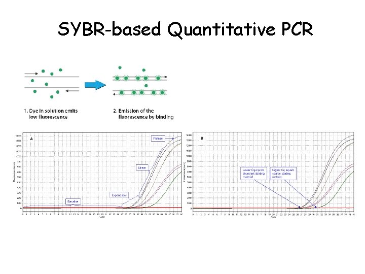 SYBR-based Quantitative PCR 