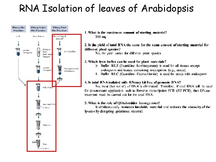 RNA Isolation of leaves of Arabidopsis 