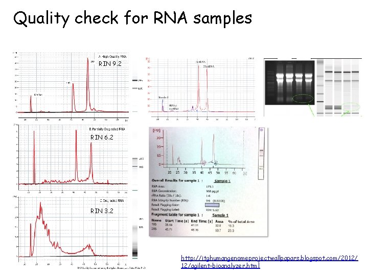 Quality check for RNA samples RIN 9. 2 RIN 6. 2 RIN 3. 2