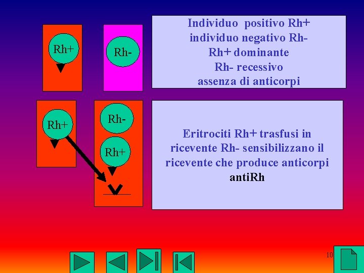 Rh+ Rh- Individuo positivo Rh+ individuo negativo Rh. Rh+ dominante Rh- recessivo assenza di