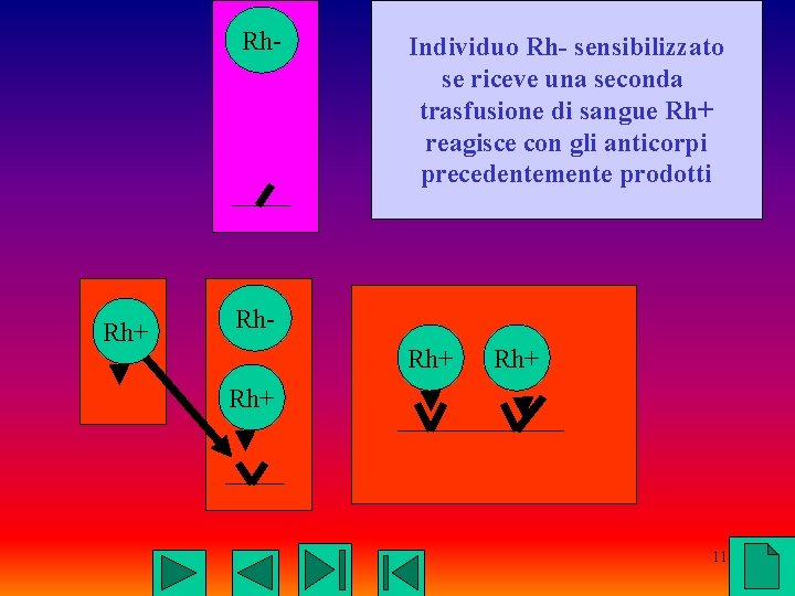 Rh- Rh+ Individuo Rh- sensibilizzato se riceve una seconda trasfusione di sangue Rh+ reagisce