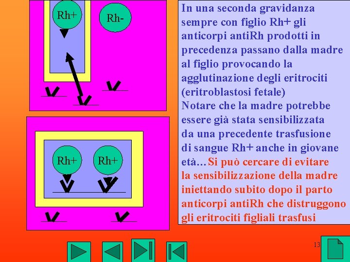 Rh+ Rh+ Rh- Rh+ In una seconda gravidanza sempre con figlio Rh+ gli anticorpi