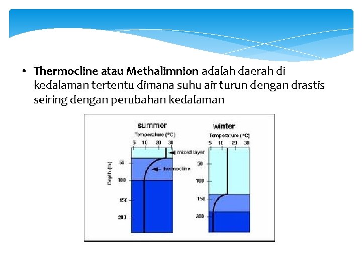  • Thermocline atau Methalimnion adalah daerah di kedalaman tertentu dimana suhu air turun