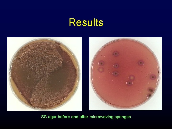 Results SS agar before and after microwaving sponges 