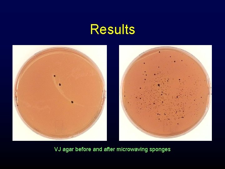 Results VJ agar before and after microwaving sponges 