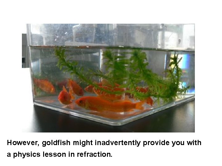 However, goldfish might inadvertently provide you with a physics lesson in refraction. 