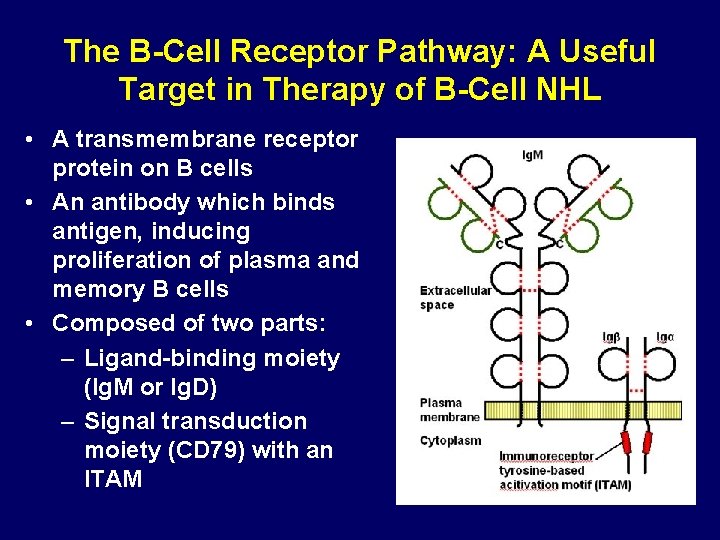 The B-Cell Receptor Pathway: A Useful Target in Therapy of B-Cell NHL • A