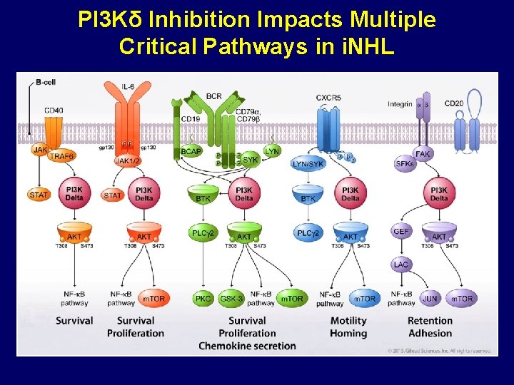 PI 3 Kδ Inhibition Impacts Multiple Critical Pathways in i. NHL 