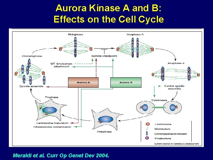 Aurora Kinase A and B: Effects on the Cell Cycle Meraldi et al. Curr