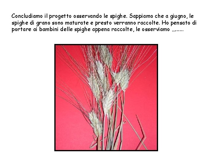 Concludiamo il progetto osservando le spighe. Sappiamo che a giugno, le spighe di grano