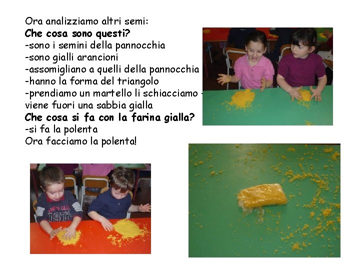 Ora analizziamo altri semi: Che cosa sono questi? -sono i semini della pannocchia -sono