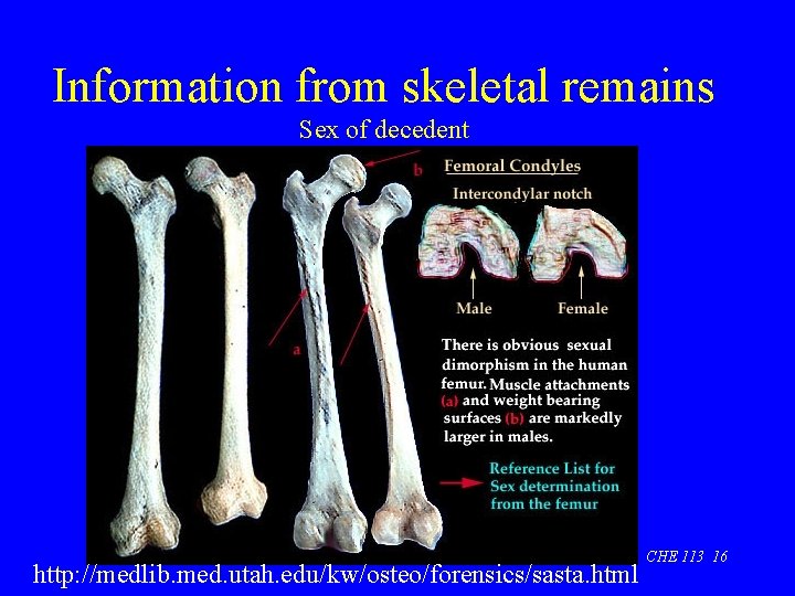 Information from skeletal remains Sex of decedent http: //medlib. med. utah. edu/kw/osteo/forensics/sasta. html CHE