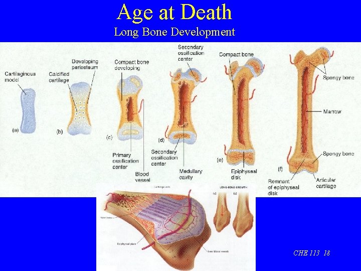 Age at Death Long Bone Development CHE 113 18 