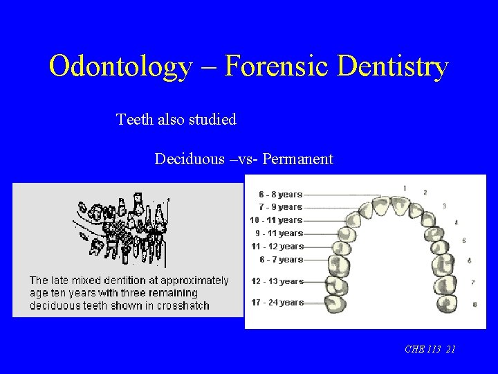 Odontology – Forensic Dentistry Teeth also studied Deciduous –vs- Permanent CHE 113 21 