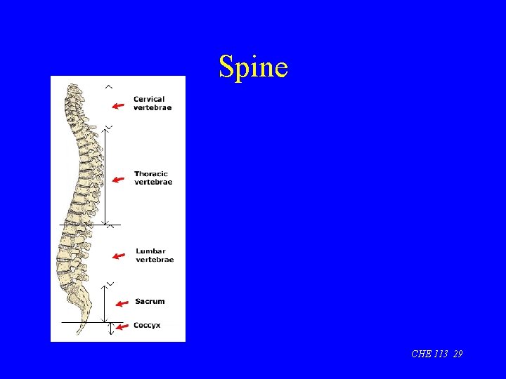 Spine CHE 113 29 