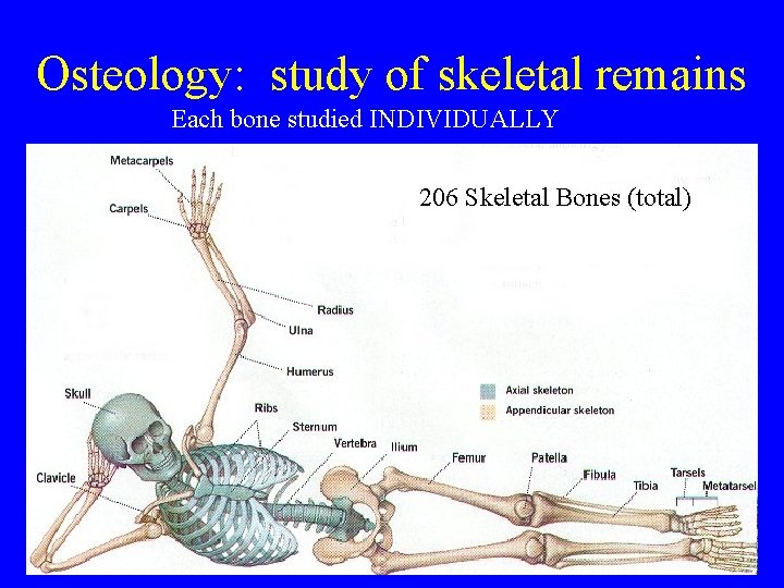 Osteology: study of skeletal remains Each bone studied INDIVIDUALLY 206 Skeletal Bones (total) CHE
