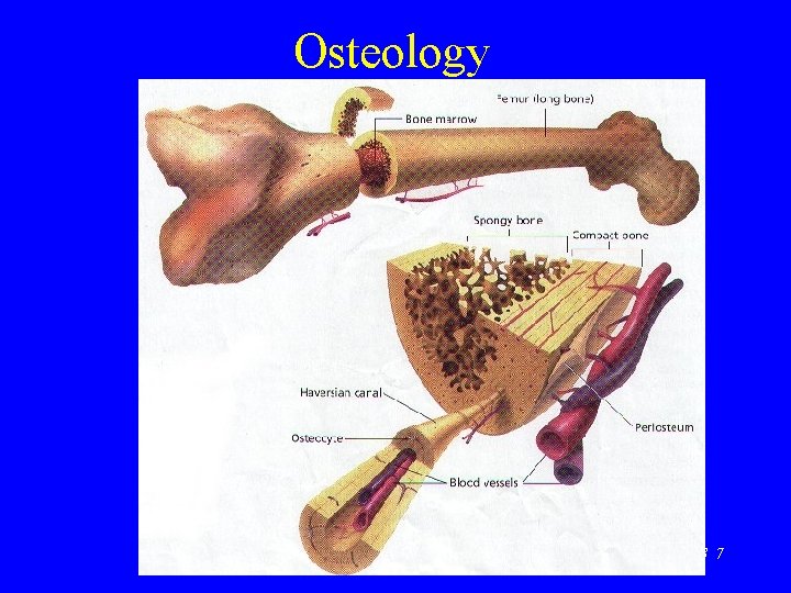 Osteology CHE 113 7 
