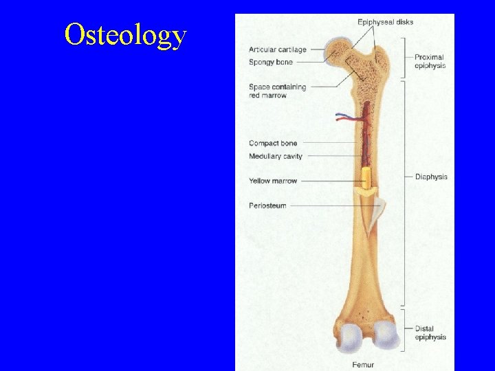 Osteology CHE 113 8 
