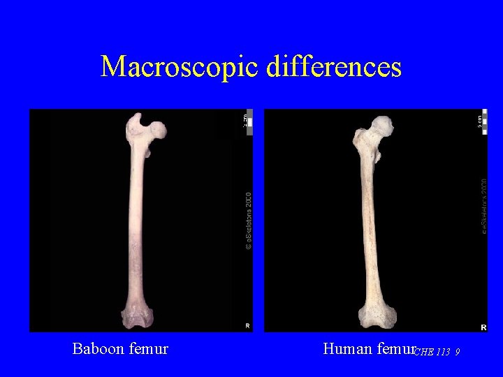 Macroscopic differences Baboon femur Human femur. CHE 113 9 