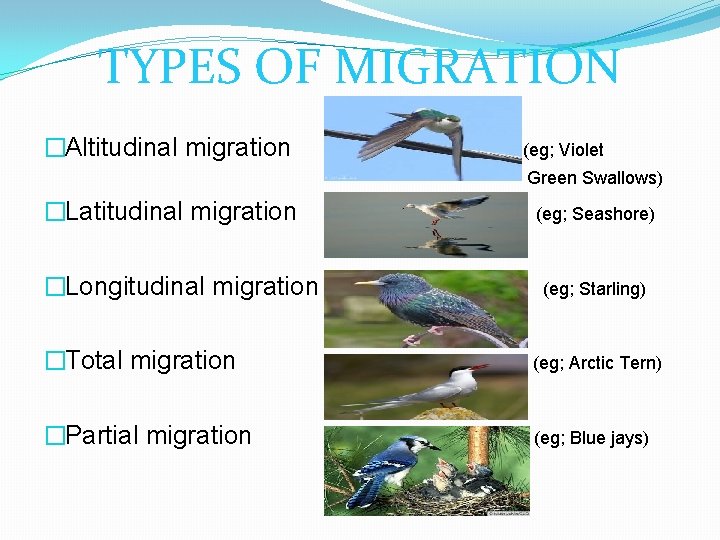 TYPES OF MIGRATION �Altitudinal migration (eg; Violet Green Swallows) �Latitudinal migration (eg; Seashore) �Longitudinal