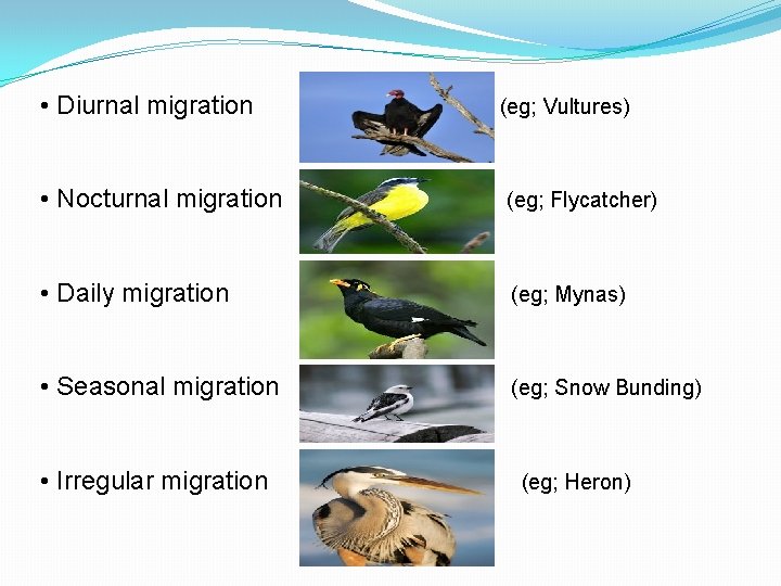  • Diurnal migration (eg; Vultures) • Nocturnal migration (eg; Flycatcher) • Daily migration