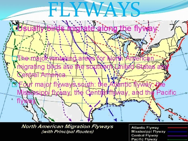 FLYWAYS �Usually birds migrate along the flyway. �The major wintering areas for North American