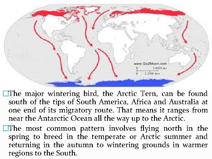 �The major wintering bird, the Arctic Tern, can be found south of the tips