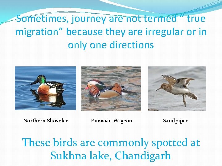 Sometimes, journey are not termed “ true migration” because they are irregular or in