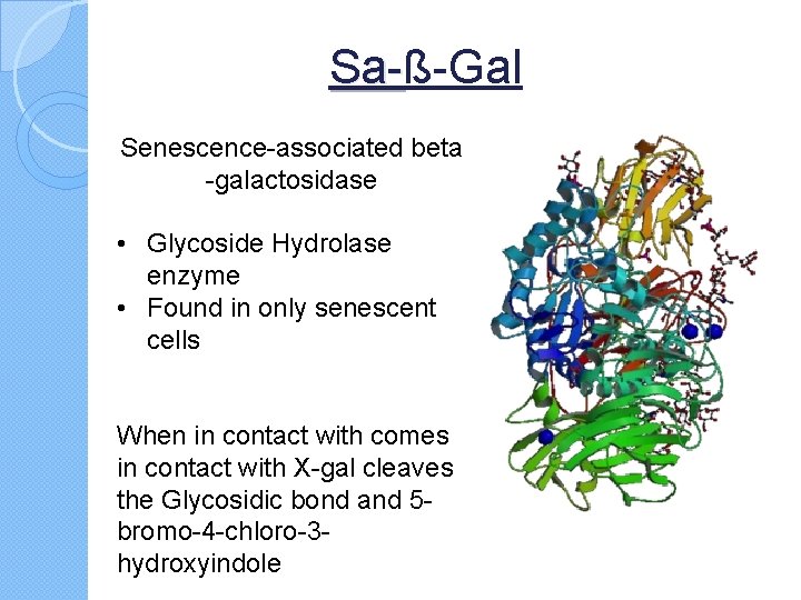 Sa-ß-Gal Sa. Senescence-associated beta -galactosidase • Glycoside Hydrolase enzyme • Found in only senescent