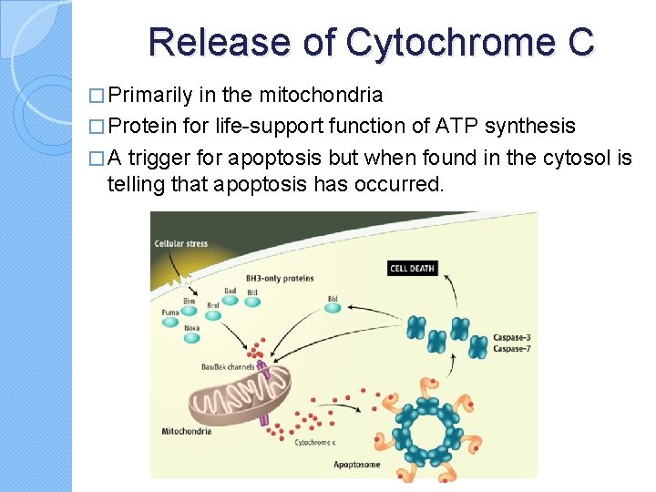 Release of Cytochrome C � Primarily in the mitochondria � Protein for life-support function