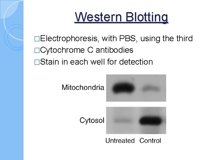 Western Blotting �Electrophoresis, with PBS, using the third �Cytochrome C antibodies �Stain in each