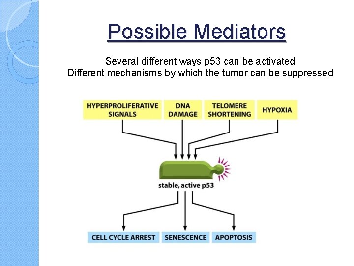 Possible Mediators Several different ways p 53 can be activated Different mechanisms by which