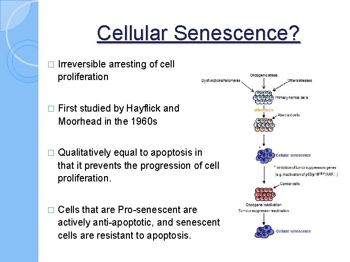 Cellular Senescence? � Irreversible arresting of cell proliferation � First studied by Hayflick and