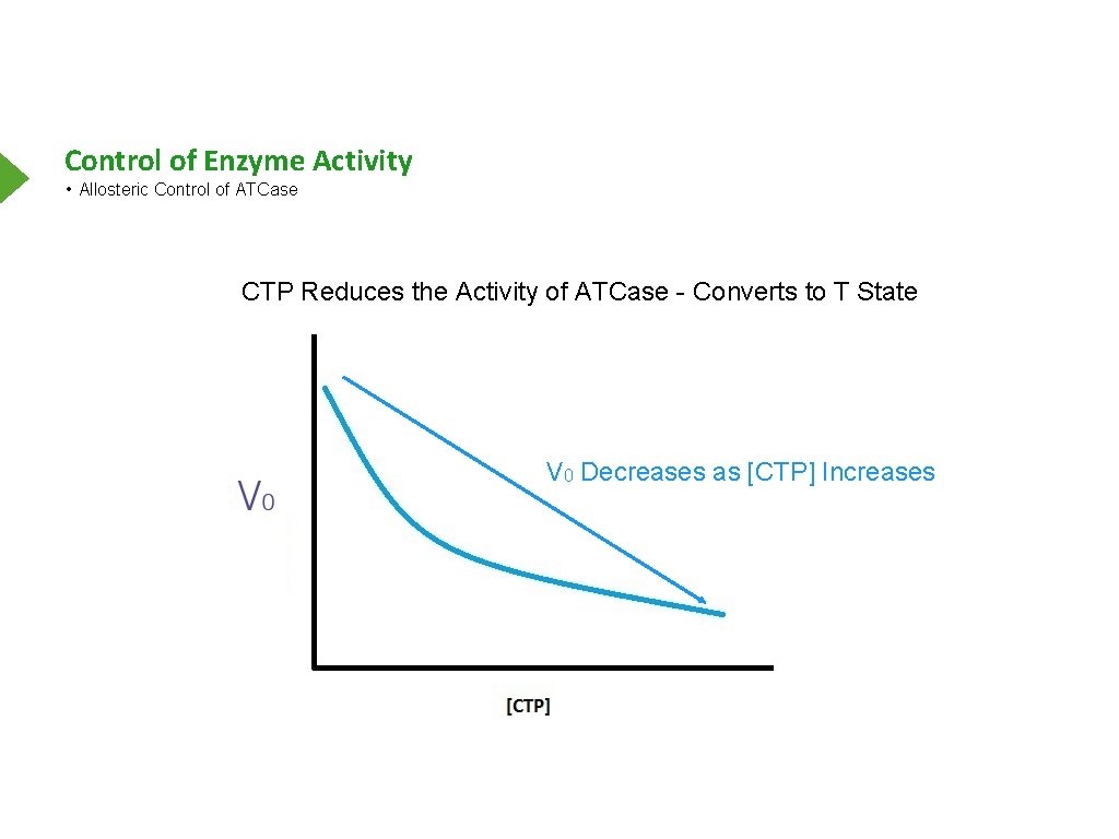 Control of Enzyme Activity • Allosteric Control of ATCase CTP Reduces the Activity of