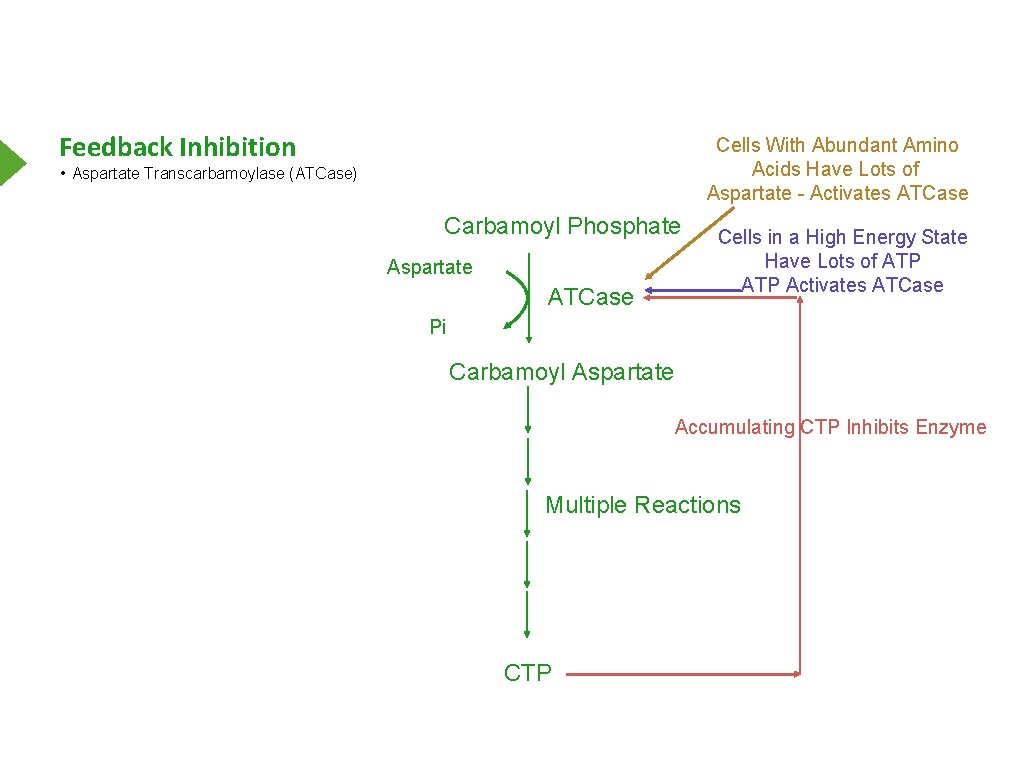 Feedback Inhibition Cells With Abundant Amino Acids Have Lots of Aspartate - Activates ATCase