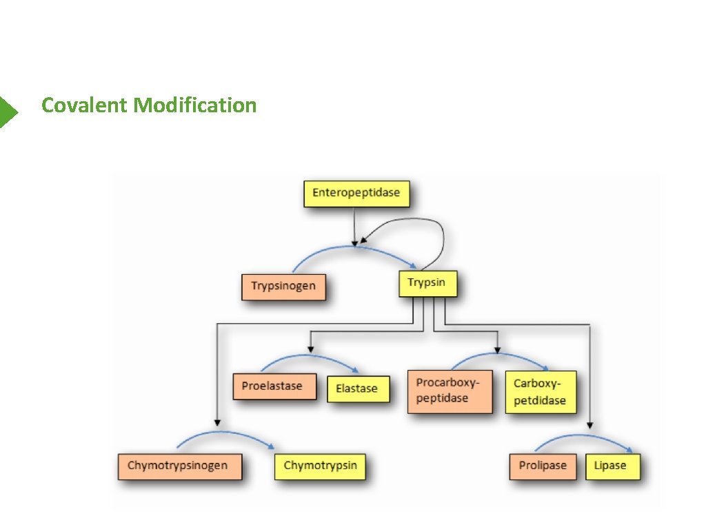 Covalent Modification 