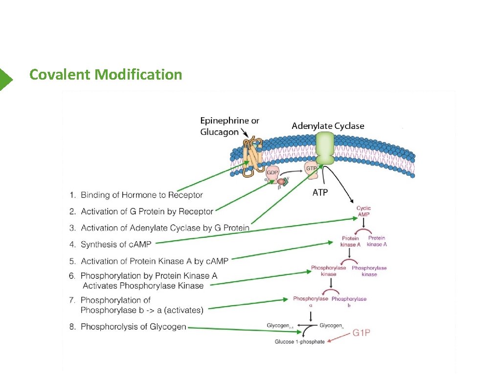 Covalent Modification 