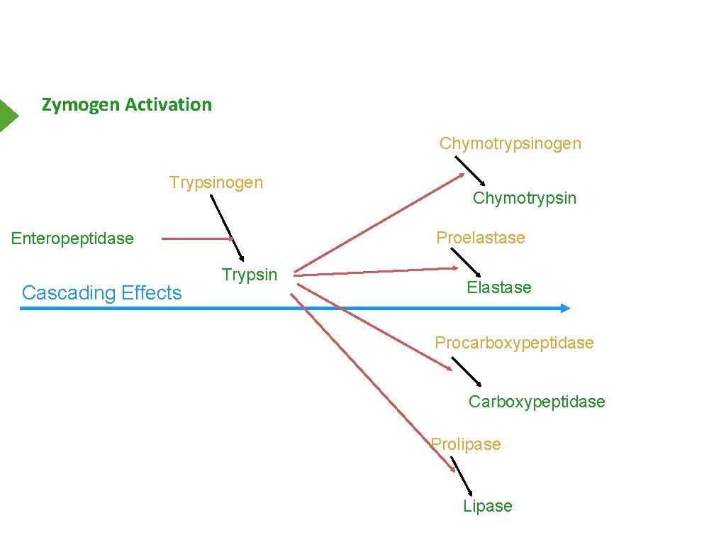 Zymogen Activation Chymotrypsinogen Trypsinogen Proelastase Enteropeptidase Cascading Effects Chymotrypsin Trypsin Elastase Procarboxypeptidase Carboxypeptidase Prolipase